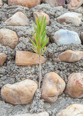 Oleander plant growing from plaster joints