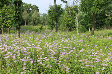 Wild bergamot flowers in a field with trees in the background at Miami Woods in Morton Grove, Illinois