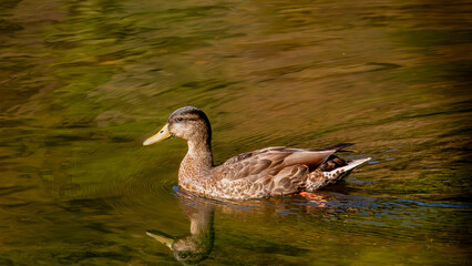 Mallard just floating down the river