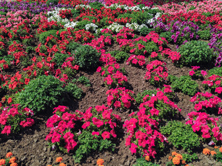 Naklejka premium Bushes of red petunias and black-brown flowers grow in the flowerbed. Natural summer plants.