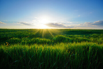 green field and sunset