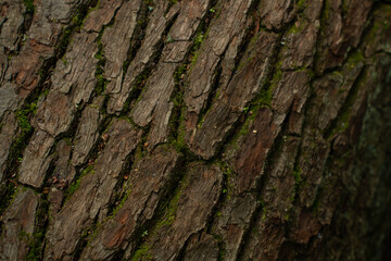 tree bark texture close up - background wallpaper
