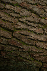 tree bark texture close up - background wallpaper