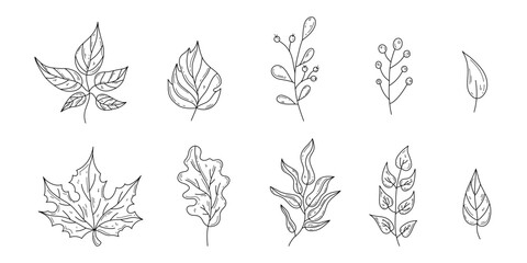 Hand drawn autumn leaves set in doodle style. Vector outline design elements isolated on white background. Oak, maple, berries