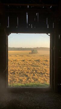 View from inside a dark barn looking out at a combine harvester working in a golden field during sunset. Agriculture and farming concept.