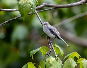 Fototapeta premium A Blue-gray Gnatcatcher perched on a small branch.