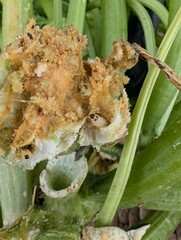 Squash Vine Borer Larva Inside Damaged Zucchini Stem - Garden Pest Infestation Close-Up