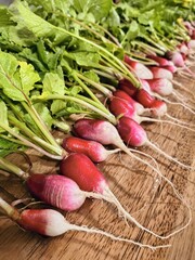 Closeup of French Breakfast Radishes 