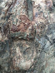 Close-up of tree bark texture background showcasing natural wood patterns and rough grainy surface,...