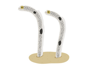 チンアナゴのベクターイラスト