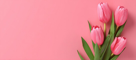 Obraz premium Beautiful Pink Tulips on a Soft Pink Background