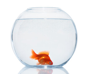 Gold fish swimming in aquarium with clean water isolated on white