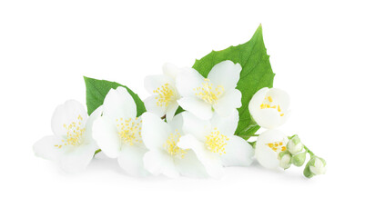 Beautiful jasmine buds with green leaves isolated on white