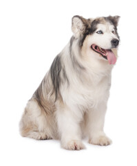 Fototapeta premium Beautiful Alaskan malamute dog on white background