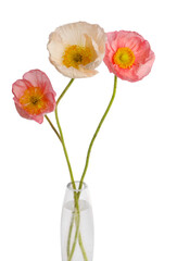 Obraz premium Beautiful poppy flowers in vase isolated on white