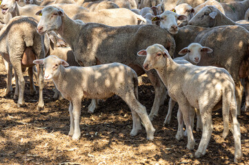 Summer in the Dehesa: Close-Up of Shorn Sheep and Lambs Sheltering from the Heat.
