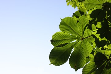 Chestnut tree branch with green leaves outdoors, bottom view. Space for text
