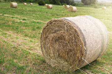 Hay bale on green grass in field. Space for text