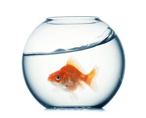 Bright goldfish in round aquarium on white background
