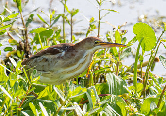 Least bittern prowling the marsh