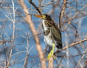 Juvenile green heron