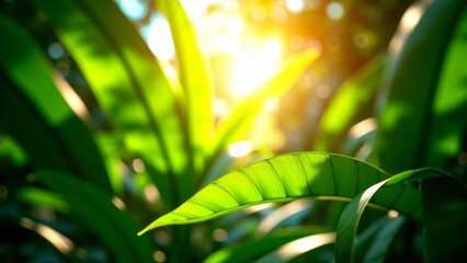 Sunlight through green leaves in tropical forest