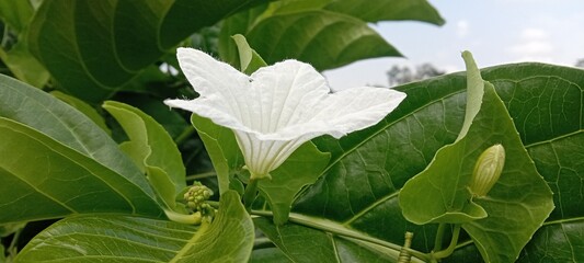 white flowers with a blue sky background with white clouds 