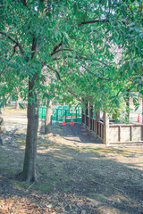 公園の木とカラーコーン