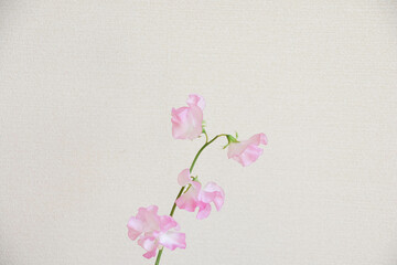 ピンクのスイートピー