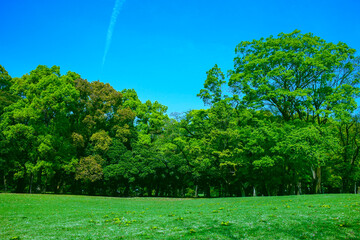 緑の公園