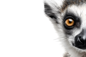 Close-up of ring-tailed lemur face with big eyes isolated on transparent background