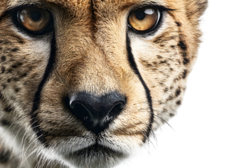 Close-up of cheetah face with intense gaze isolated on transparent background