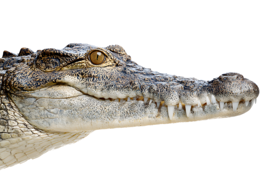 Close-up of crocodile head showing teeth and eye isolated on transparent background