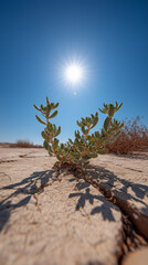 Resilient desert plant thrives in cracked dry earth under a bright sunny sky