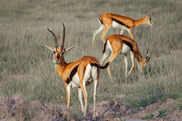 Animals on the east African savanna