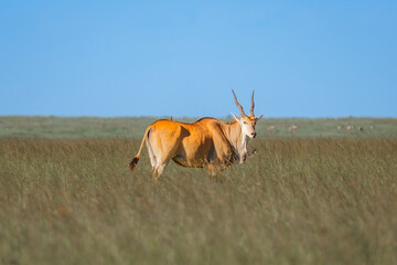 Animals on the east African savanna