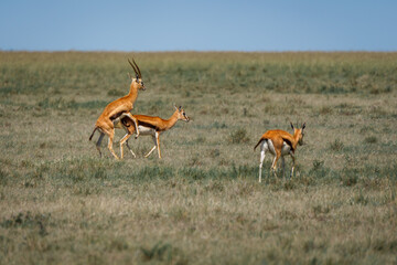 Animals on the east African savanna