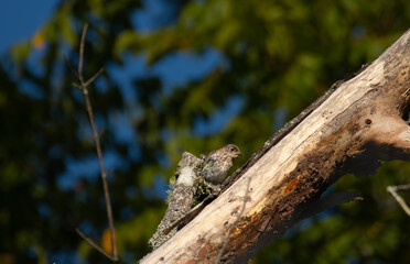 Bird in a tree