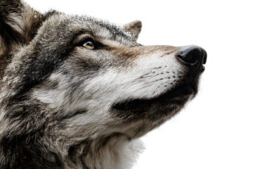 Close-up of wolf head looking up isolated on transparent background