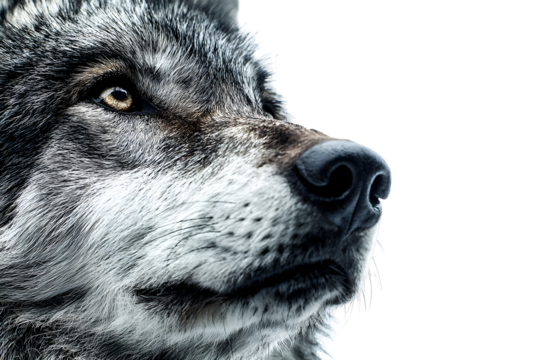 Close-up of wolf head looking up isolated on transparent background