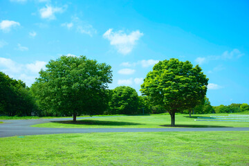 緑の公園