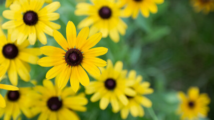 Beautiful color photo of yellow cone flower with a soft de-focused green foliage background and copy space.