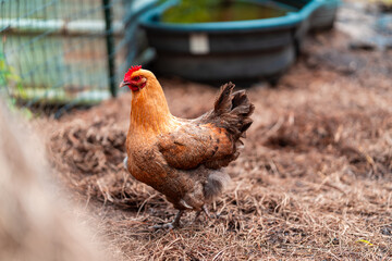 A chicken is standing in a field of grass. The chicken is brown and yellow