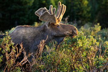 Rocky Mountain Moose in nature