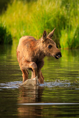 Rocky Mountain Moose in nature
