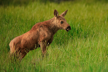 Rocky Mountain Moose in nature