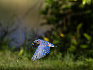 Blue bird in flight