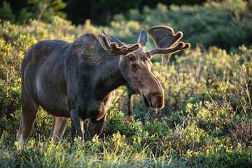 Rocky Mountain Moose in nature