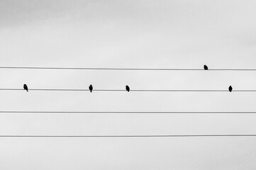 Black and white image of a group of birds sitting on electrical wires