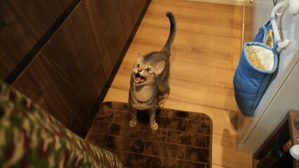 餌が欲しくて鳴くアビシニアン